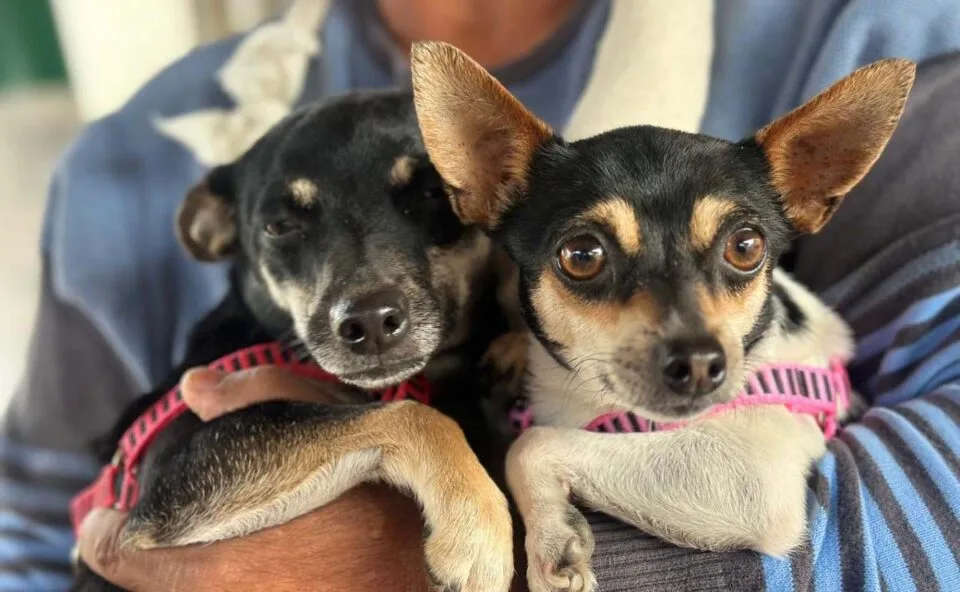 Cães e gatos terão atendimento veterinário e vacinação de graça em Curitiba; veja datas e locais do Vet-Móvel