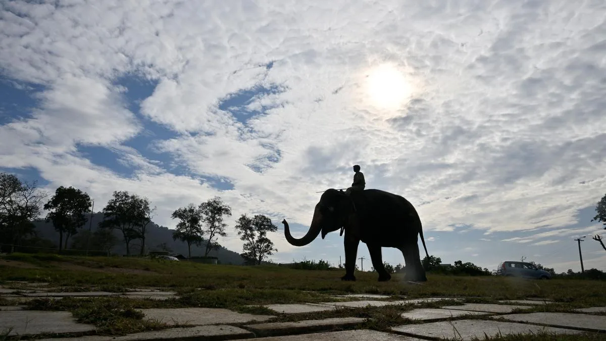 Guardians of the gentle giants: Mahouts from indigenous communities and their bond with elephants