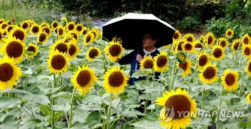 이번주 낮 최고 34도 무더위 지속…화요일 남부 비·소나기
