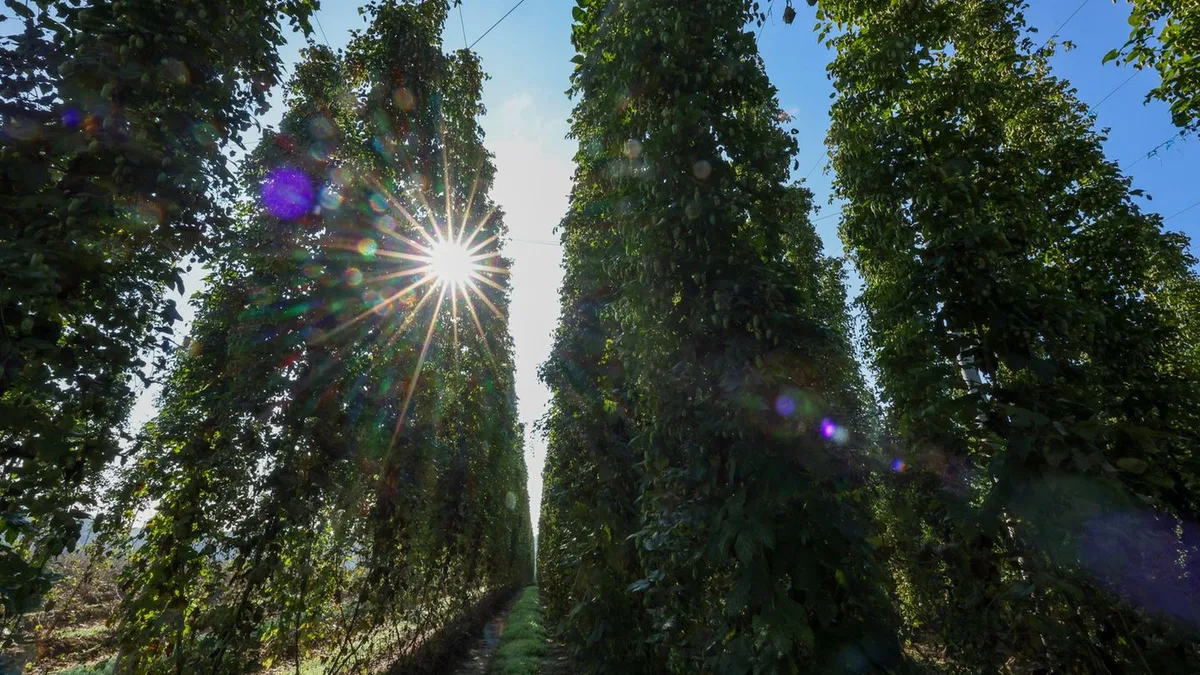 Zu kleine Dolden: Niedrigere Hopfenernte wegen Hitze und Trockenheit erwartet
