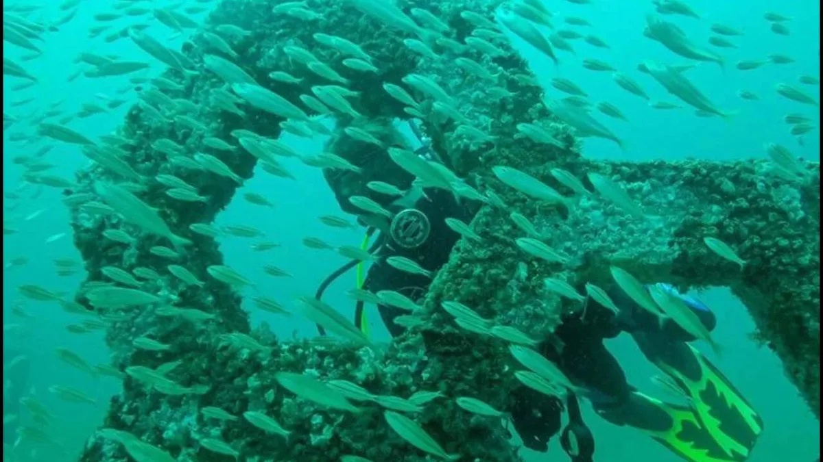 Florida's underwater sculpture garden is now a living reef with 100+ species