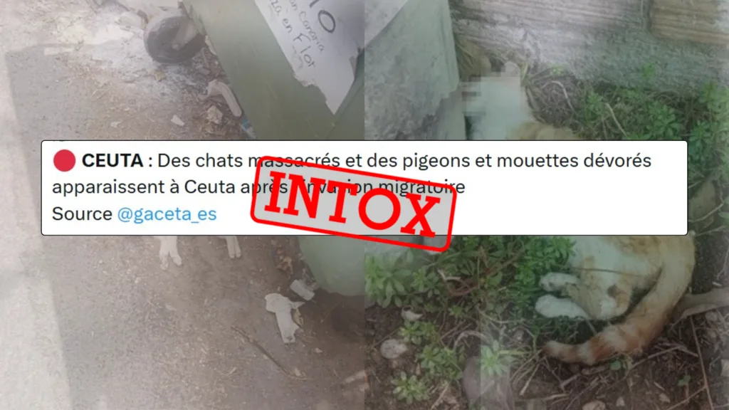 "À Ceuta, ils mangent les chats" : de fausses images et une rumeur persistante