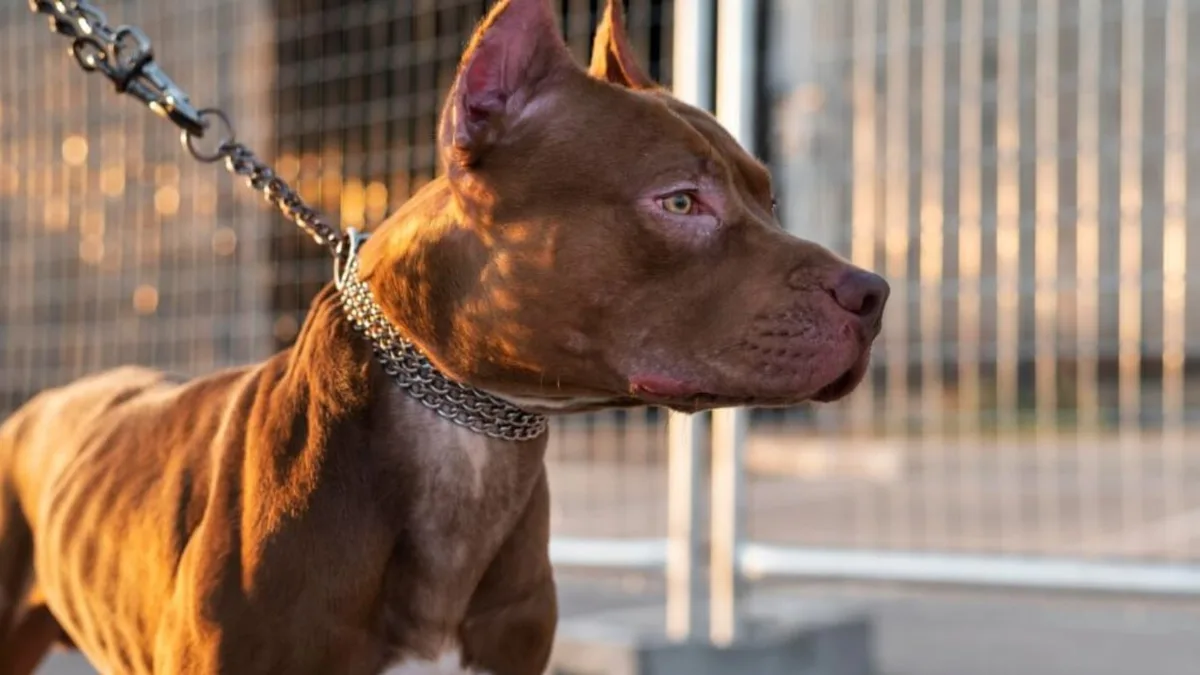 Un nene de 4 años murió tras ser atacado por un pitbull en Moreno y su madrina quedó imputada por homicidio culposo