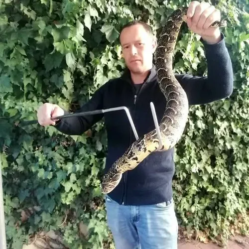Antivenom concerns after three dogs die in suspected Simon’s Town snakebites