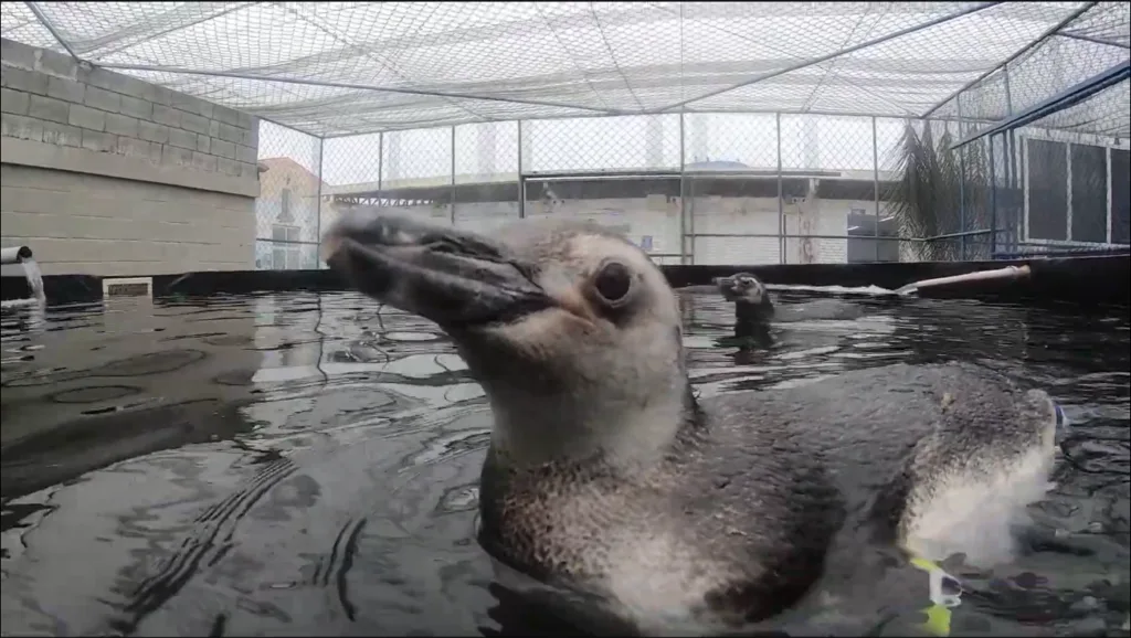Nove pinguins reabilitados no Litoral do Paraná retornam ao mar, mas os sobreviventes são poucos