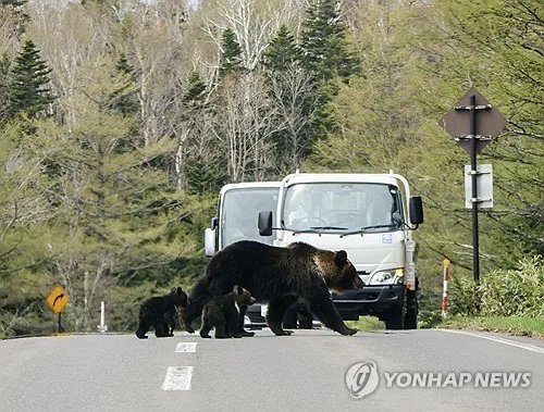 곰 습격 골머리 日, 포획·감시에 2천300억원 투입