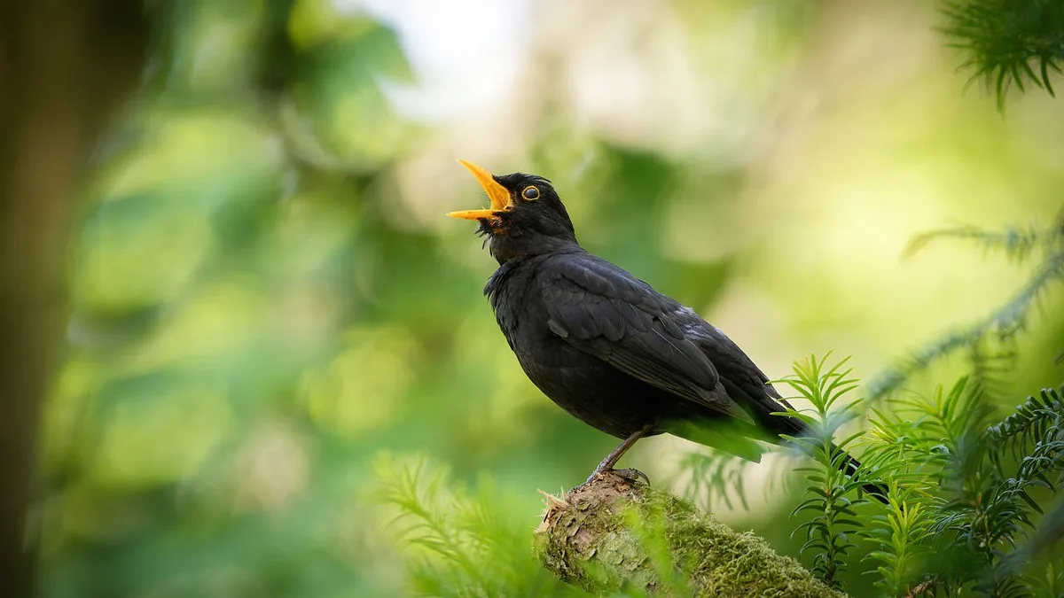 Naturklänge: Welcher Vogel singt am schönsten?