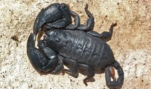 Silverglen woman stung by scorpion hiding between pillows