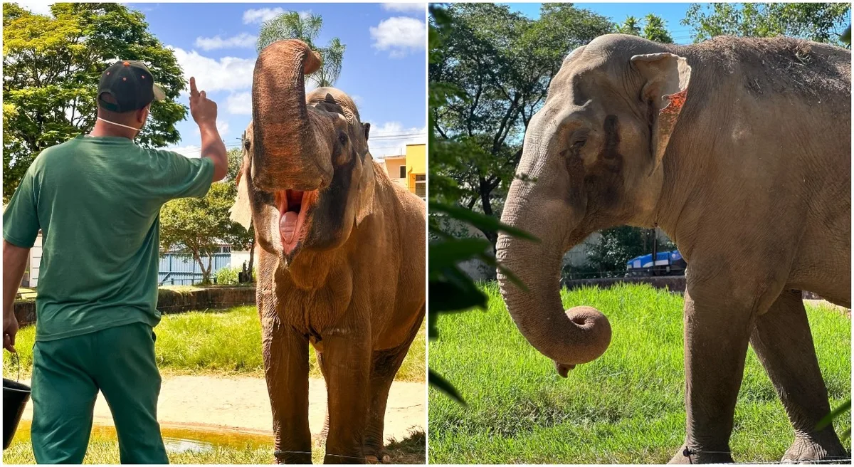 De banhos de lama a afeto à distância com fêmeas: veja como está o elefante Sandro um mês após deixar Sorocaba