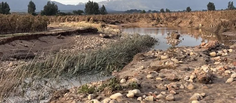 Cape vineyards face new climate threat after ravaging winter floods