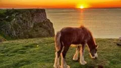 Cliff horses removed after more than 100 years in grazing rights row