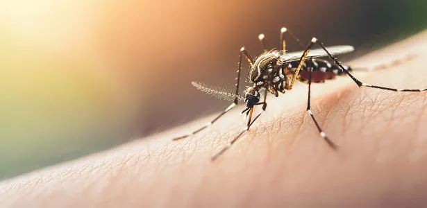 Mosquitos da dengue expandem seu alcance e chegam a Flórida