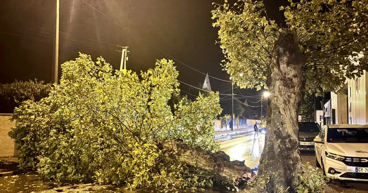 Loire. Un arbre s’effondre sur la route à Montrond-les-Bains : les habitants évoquent une « mini tornade »
