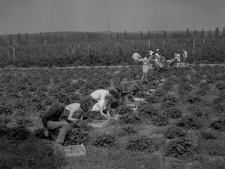 « Rémunérés à la quantité, nous ne chômions pas » : un été au Pays de Galles à ramasser les fraises
