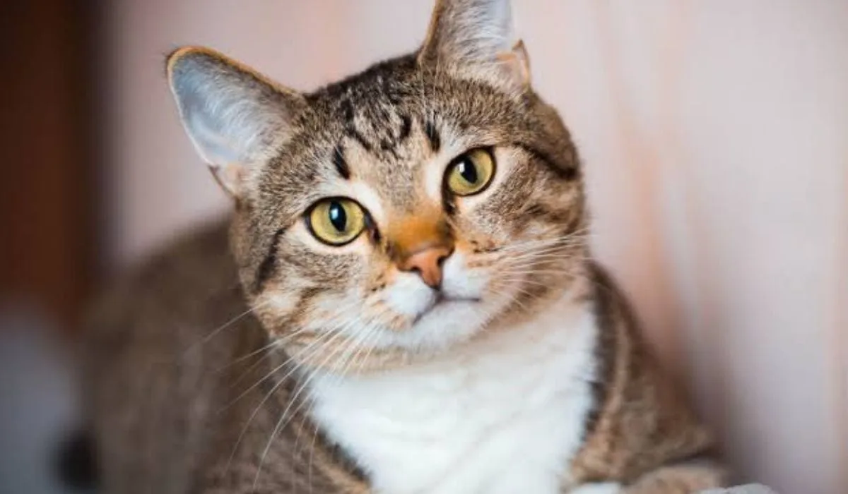 Manuel Manzano, veterinario: “La persona favorita de un gato es aquella que se muestra más distante”