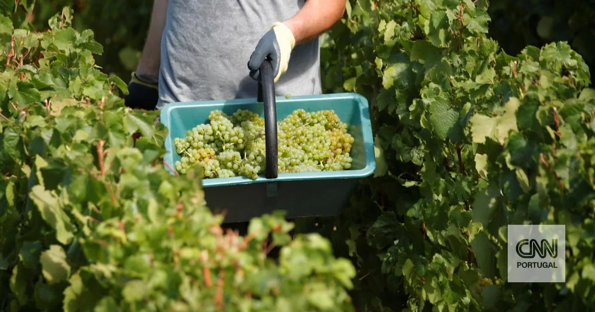 Estados Unidos batem recorde nos maiores prémios de vinho do mundo
