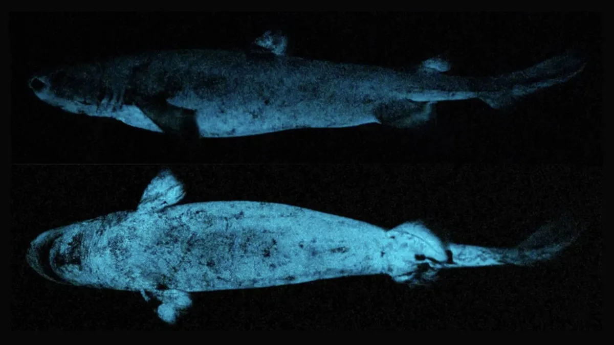 EEUU se sumerge a 500 metros de profundidad y encuentra un extraño animal fluorescente de casi dos metros de largo