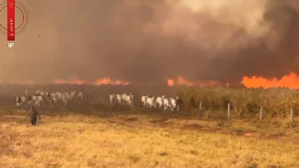 VÍDEO: incêndio que já dura três dias avança por áreas rurais e faz gado fugir em Jangada (MT)
