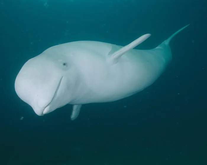 Could humans ever communicate with whales? - podcast