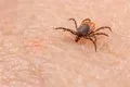 Un estudio de 35 años identifica los factores que influyen en el riesgo de enfermedad de Lyme