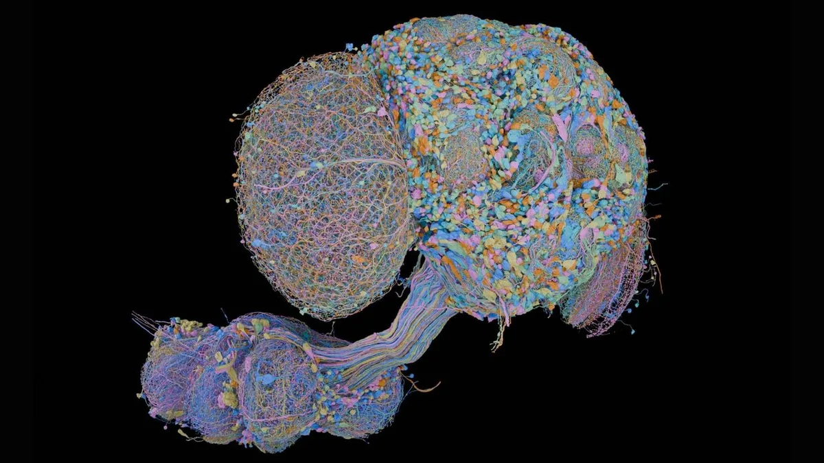 New map of a male fly central nervous system includes all 166,000 neurons — and enables direct comparisons to female fly brain