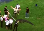 Pescador de 71 anos morre após ataque de jacaré na Flórida (EUA)