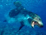 'Demonic' sea lions on West Coast spark alarm over insidious disease spreading to humans