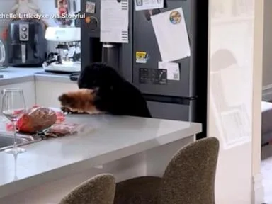 WATCH: Dog tries to grab the bacon