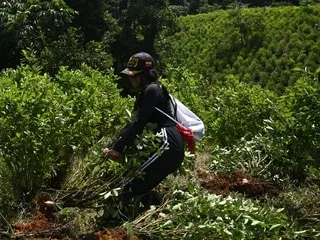 La Colombie ouvre la voie à une reprise de l’épandage de glyphosate sur les champs de coca