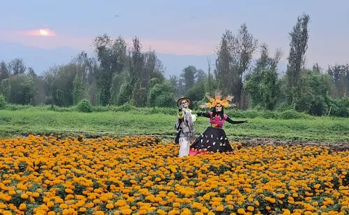 Sigue la Ruta del Cempasúchil en Xochimilco