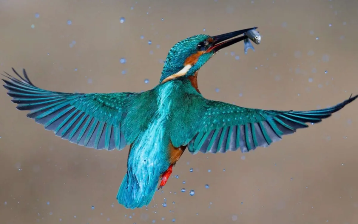 Ce petit oiseau aquatique fuit le froid : voici où le trouver cet hiver
