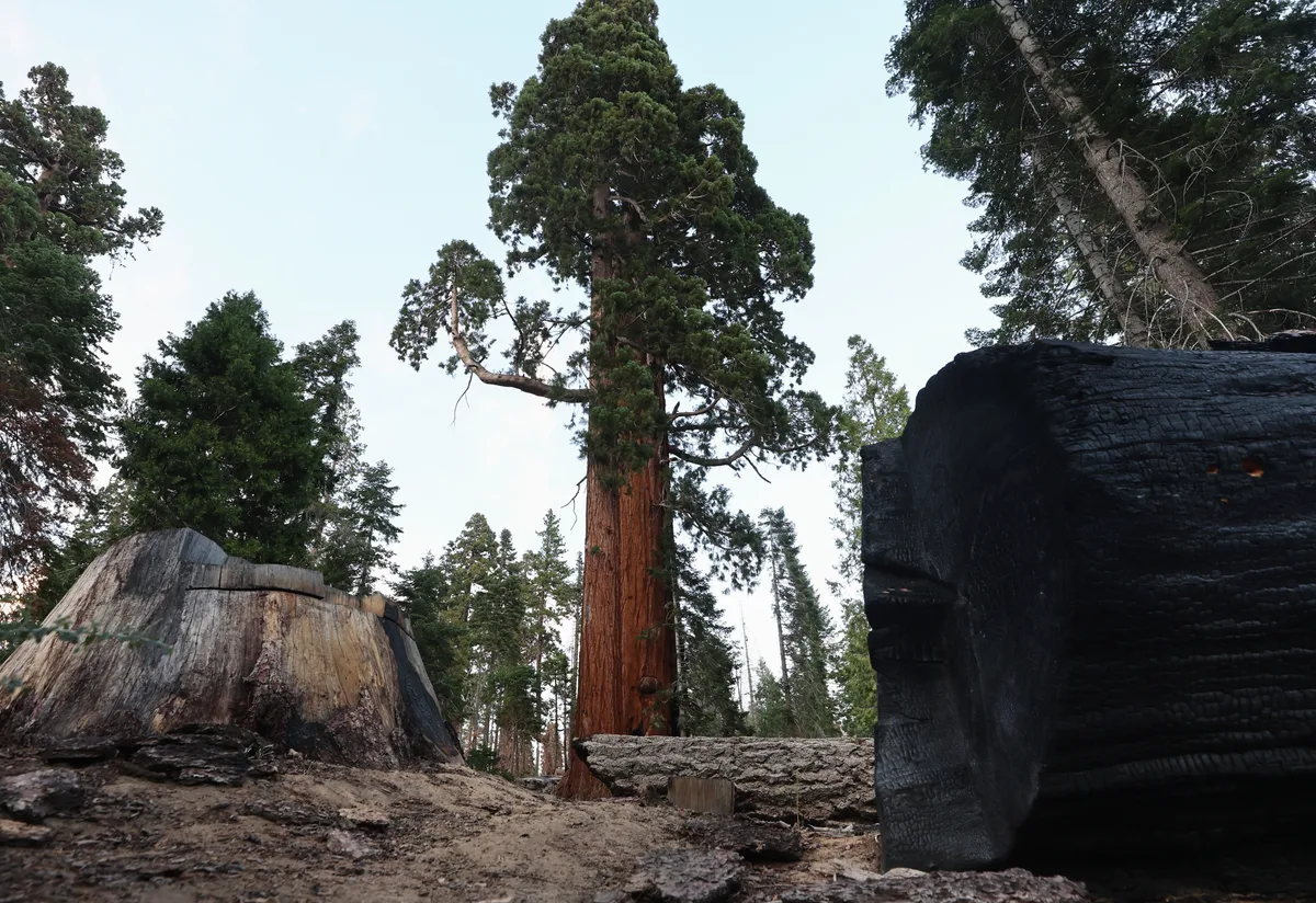Trump administration moves to open untouched national forests to logging