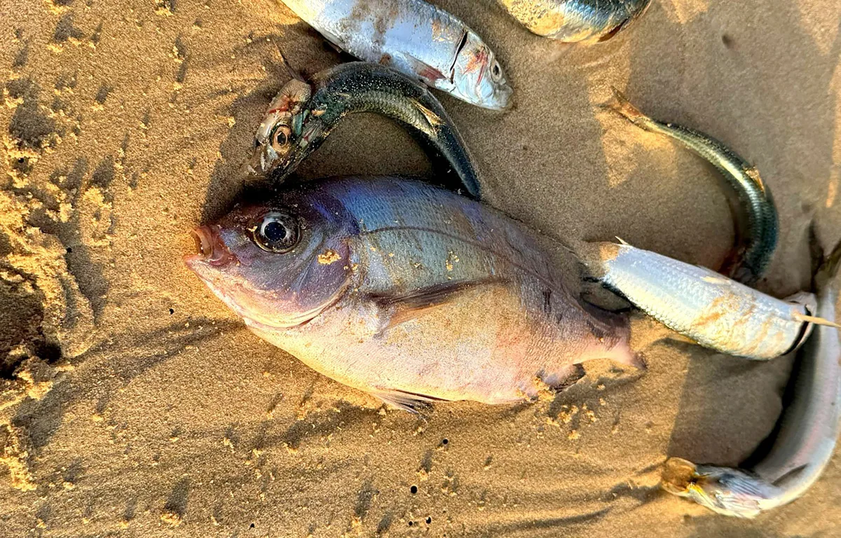 DFFE CUTS: Sardine squeeze — quotas slashed to 25% after mysterious fish die-off