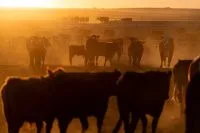 Ministério vê “vantagem significativa” para carne do Brasil nos EUA