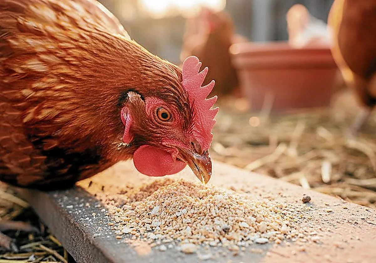 Una macrogranja de gallinas en Mainar (Zaragoza), origen del brote de salmonela en Vitoria