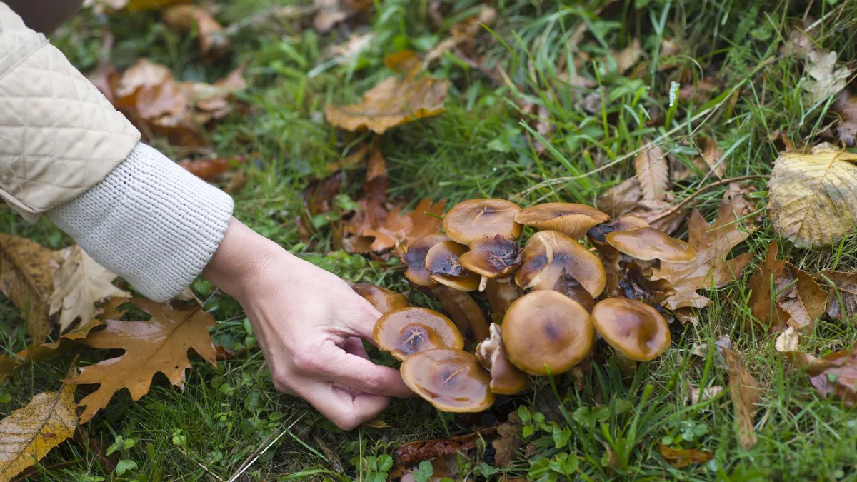 Ya es oficial: las setas y frutos silvestres que crezcan en ciertos montes de España serán propiedad del dueño del terreno