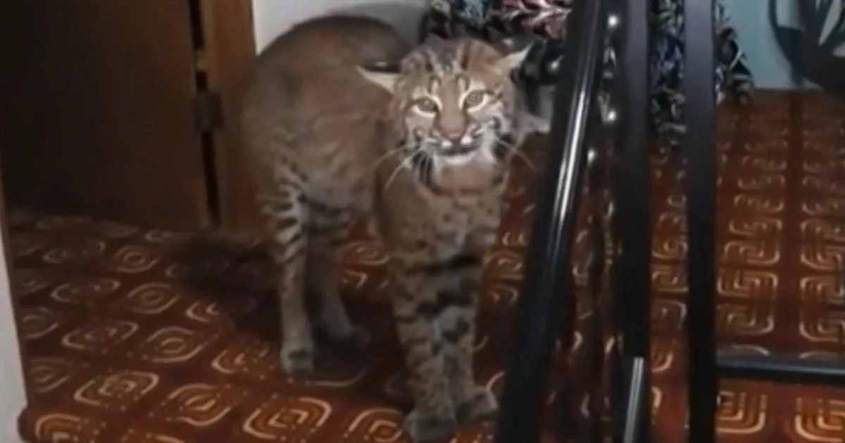 Police find bobcat in 93-year-old woman's home near Seattle