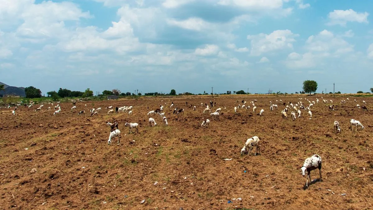 Take alternative steps to ensure not one acre dries up in A.P., officials told amid El Nino woes
