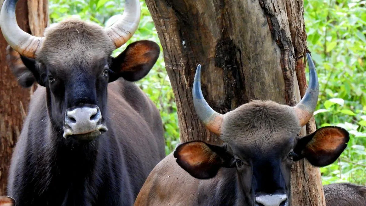 Gaur attack death fuels farmers’ ire at Vilangad in Keralam’s Kozhikode