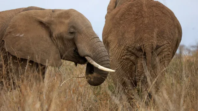 Quénia detém quatro suspeitos pela morte de 18 elefantes em Amboseli