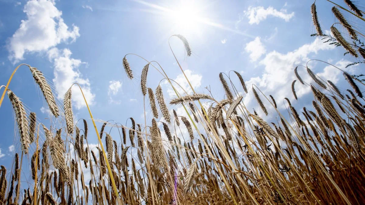 Erntebilanz: Trockenheit prägt Ernte: weniger Getreide, Kartoffeln teurer