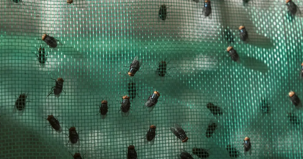 Dentro de la lucha contra una mosca come carne en México