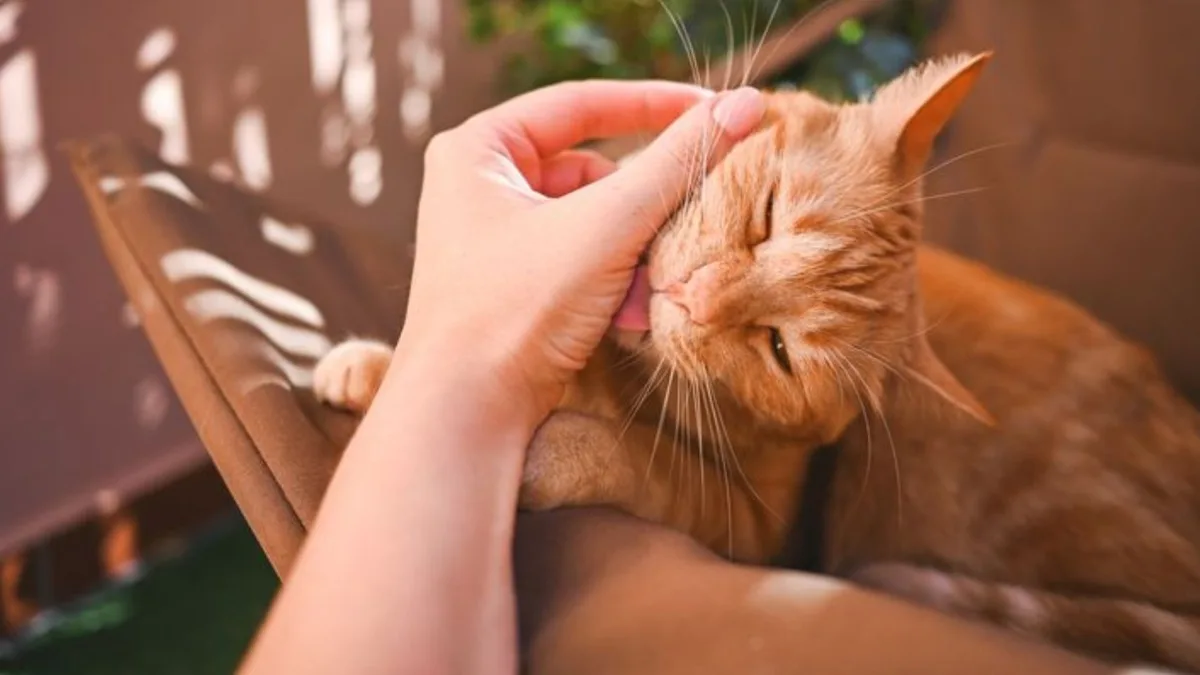 Los psicólogos coinciden: quienes celebran los cumpleaños de sus mascotas son más sensibles y afectivas