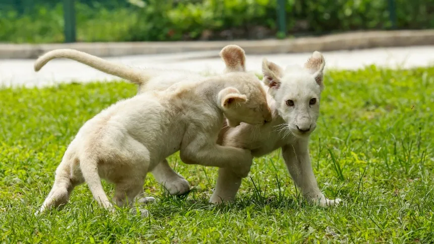 ¡UNA TERNURA! Revelan nuevas fotos de los leones que nacieron en el zoológico de Maracay
