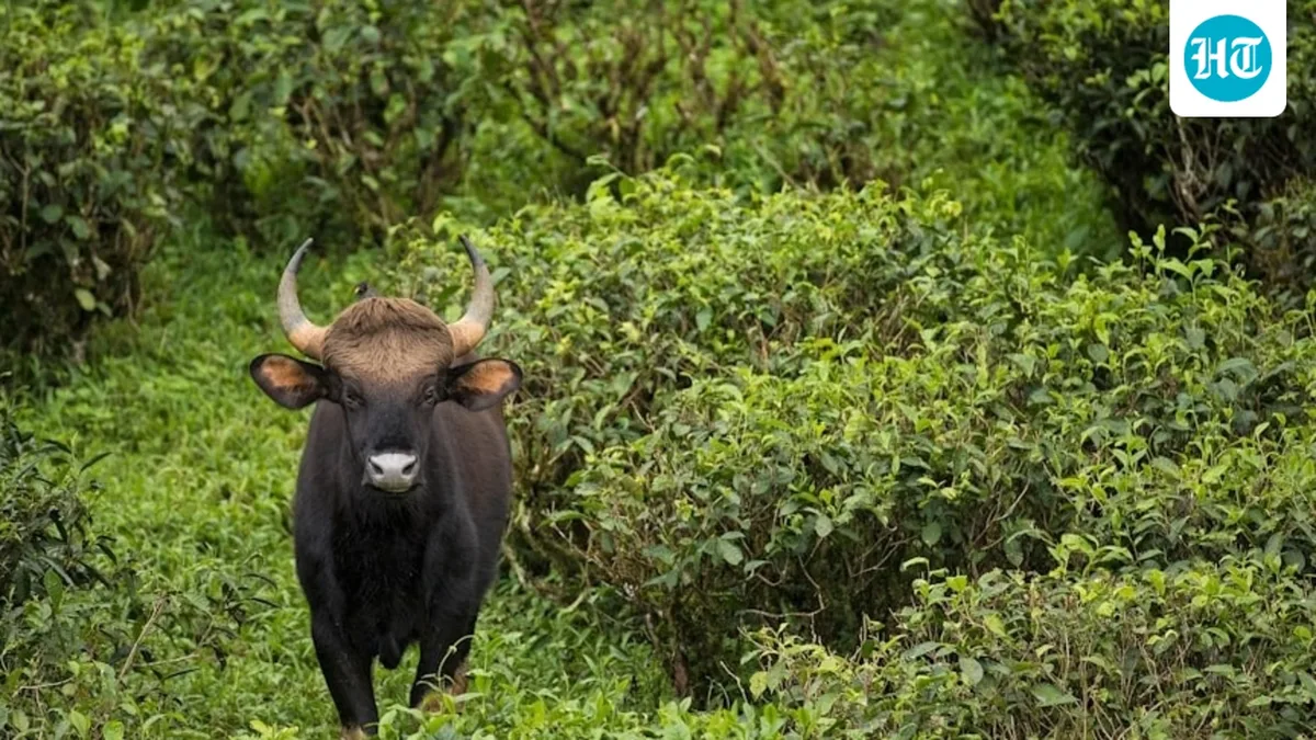 Keralam Gaur kills man, relative dies in shock; people refuse to cremate bodies seeking assurance