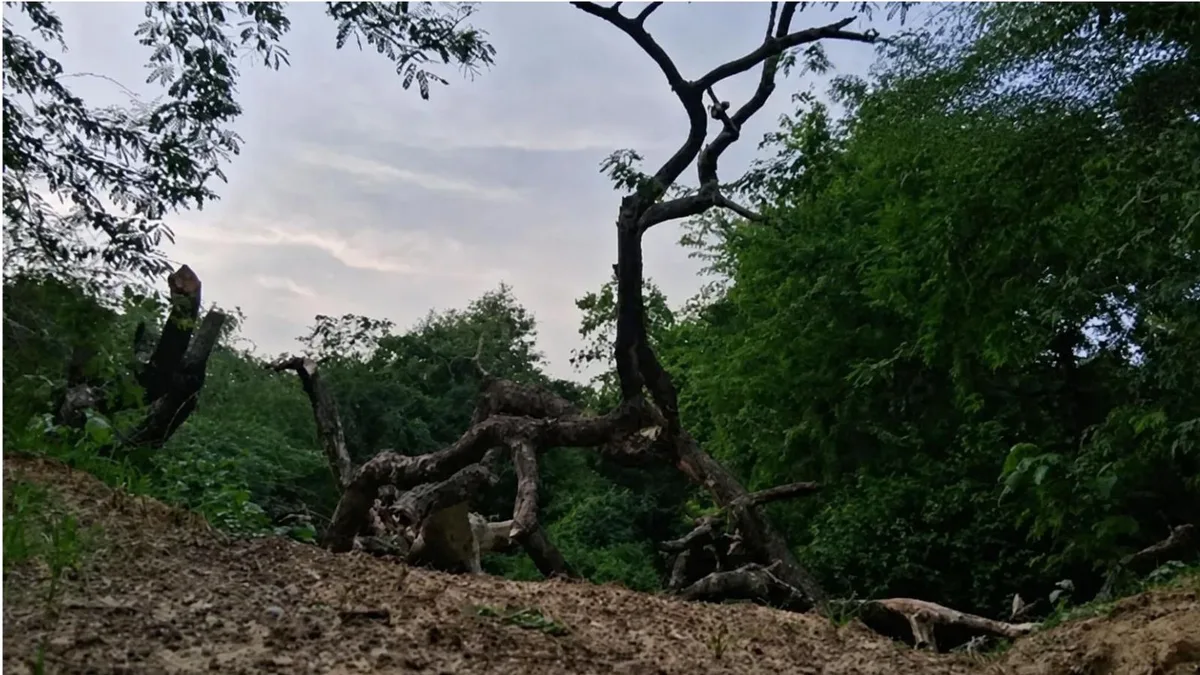 India’s first night safari project needs relook, Supreme Court panel told
