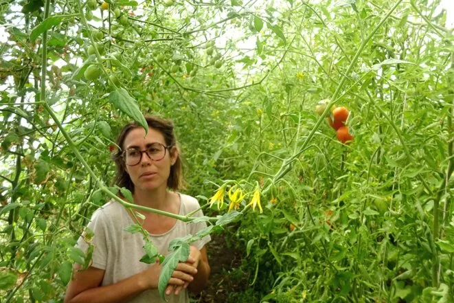 «Faut-il arrêter de manger de la salade?»: en Auvergne, les maraîchers à la peine face la sécheresse