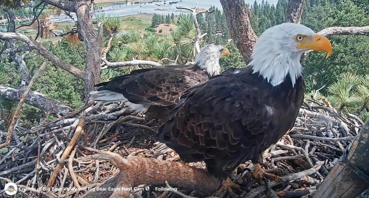 Shadow seen with new eagle at the Big Bear nest. Could a match be in the making?