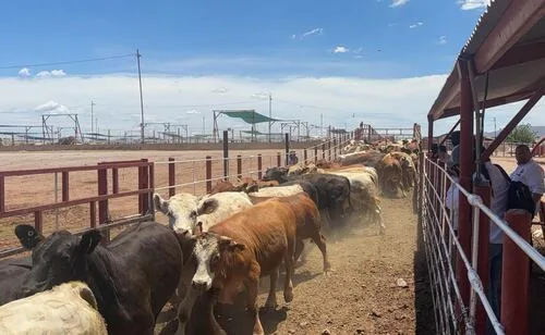 Sonora retoma exportación de ganado a Estados Unidos; reforzarán trazabilidad y vigilancia sanitaria