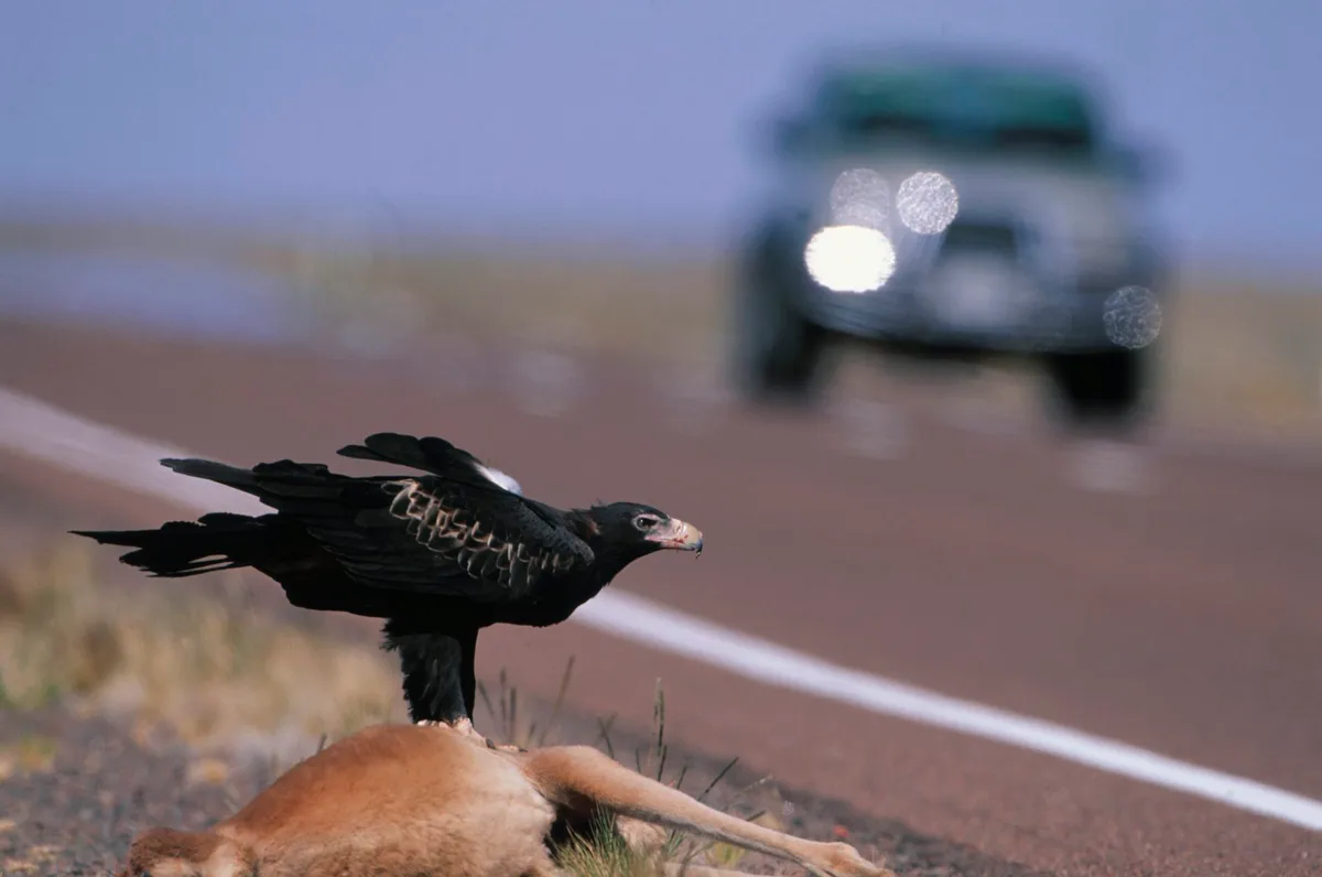 Australian scavengers don’t just eat everything and slink away. They approach a carcass like a buffet